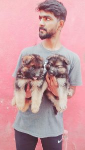 GERMAN SHEPHERD PUPPIES AVAILABLE @CHENNAI8838311044