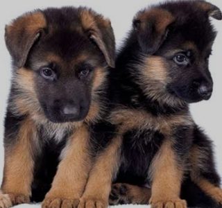 German shepherd puppies