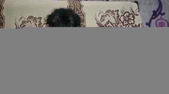 German Shepherd puppies