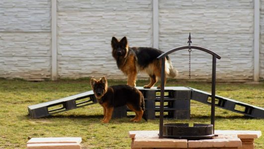 German shepherd puppies for sale