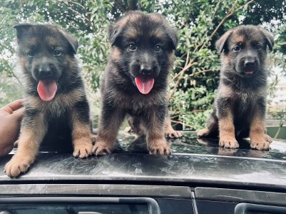German shepherd puppies