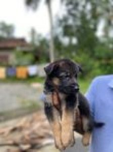 German Shepherd puppies available 8019630452 whsaap