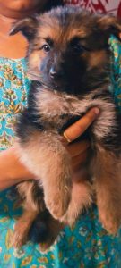 German shepherd puppies for sale