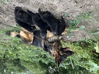 German shepherd puppies