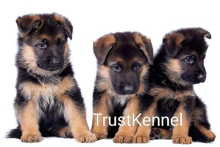 German Shepherd Puppies For Sale Trust Kennel