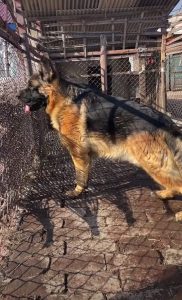 German shepherd puppies for sale