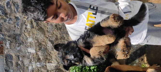 German shepherd Puppies