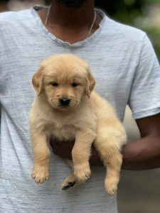 German shepherd puppies for sale