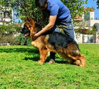 German shepherd puppies for sale