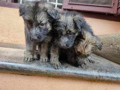 German shepherd puppies