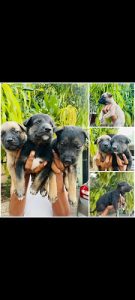 German Shepherd Puppies
