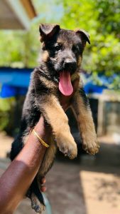 German Shepherd Puppies for sale