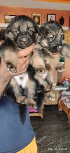 German Shepherd puppies for sale