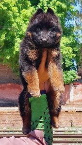 German shepherd puppies for sale in Mumbai