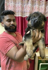 German shepherd puppies for sale in mysore