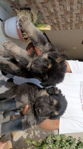 German Shepherd puppies (GSD)