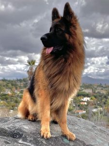 German shepherd puppies