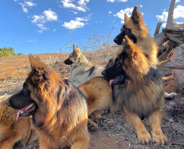 German shepherd puppies for sale