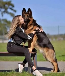 German shepherd puppies for sale