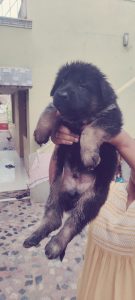 German shepherd puppies available in Chennai