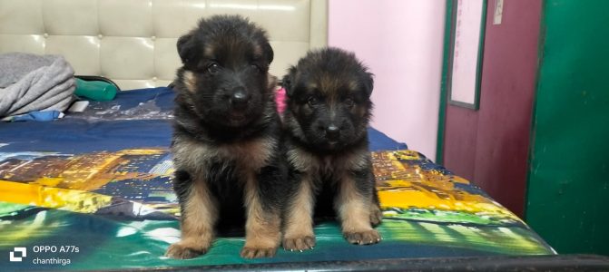 German shepherd puppies available in Chennai