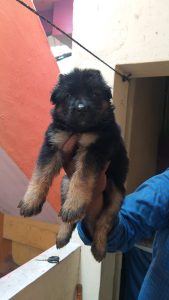 German shepherd puppies available in Chennai