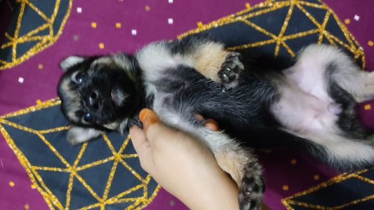 German shepherd puppies