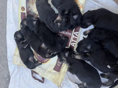 German shepherd puppies for sale