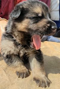 German shepherd puppies