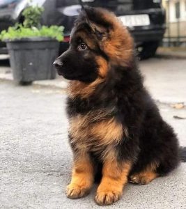 German shepherd puppies for sale