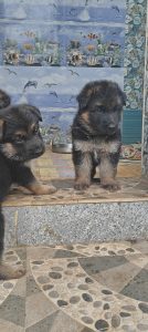 German shepherd puppies