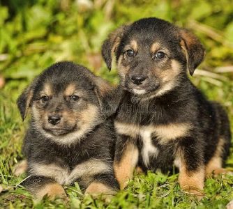 German Shepherd Puppy: Cute, Playful, and Smart 8800539300