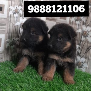 German shepherd puppy buy online call 9888121106