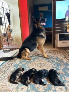 German shepherd puppy bush coat