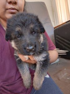 German shepherd puppy