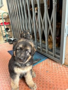 German Shepherd puppy for sale