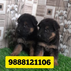 German shepherd puppy buy in punjab call 9888121106
