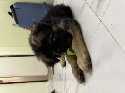 German shepherd puppy