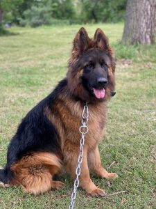 German shepherd puppy price