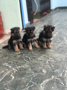 German shepherd puppy buy call 9888121106