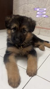 German shepherd puppy for sale