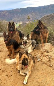 German Shepherd Puppy Price in Goa