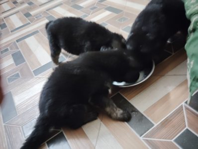 German Shepherd puppy