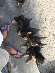 German Shepherd Pups For Sale