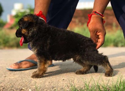 German Shepherd Pups For Sale TrustKennel