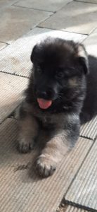 German shepherd quality puppies for sale