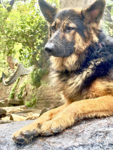 German Shepherd (Showline)