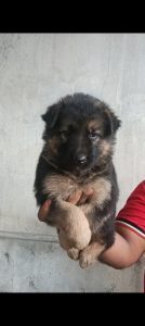 German Sheppard