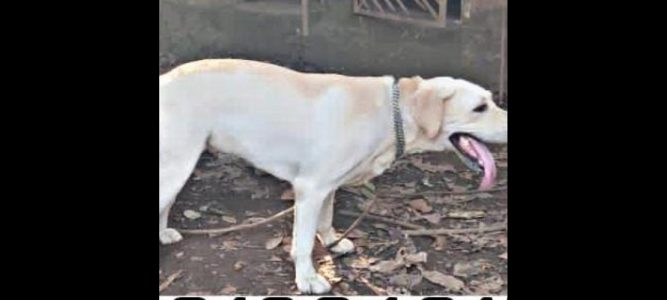 German Shepperd  6 month old Male Puppy & 1 Year Old Lab Male Puppy available