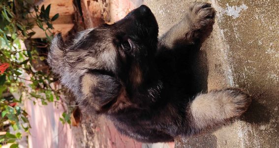 Germanshaperd puppy's available
